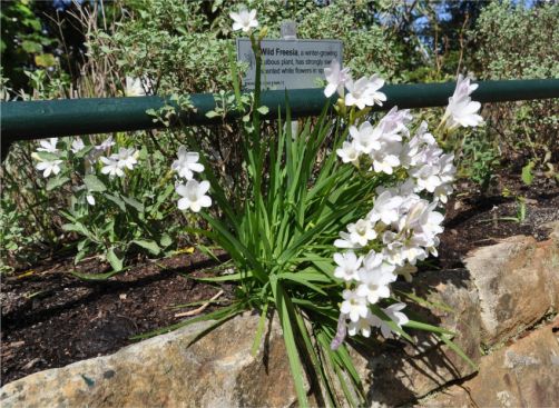 Freesia leichtlinii subsp. alba